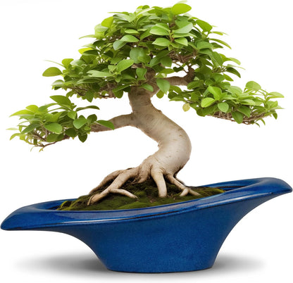 Bonsai Tree Pot 18 Inch - Ceramic Succulent Pots Large Bonsai Planter for Indoor Outdoor Plants