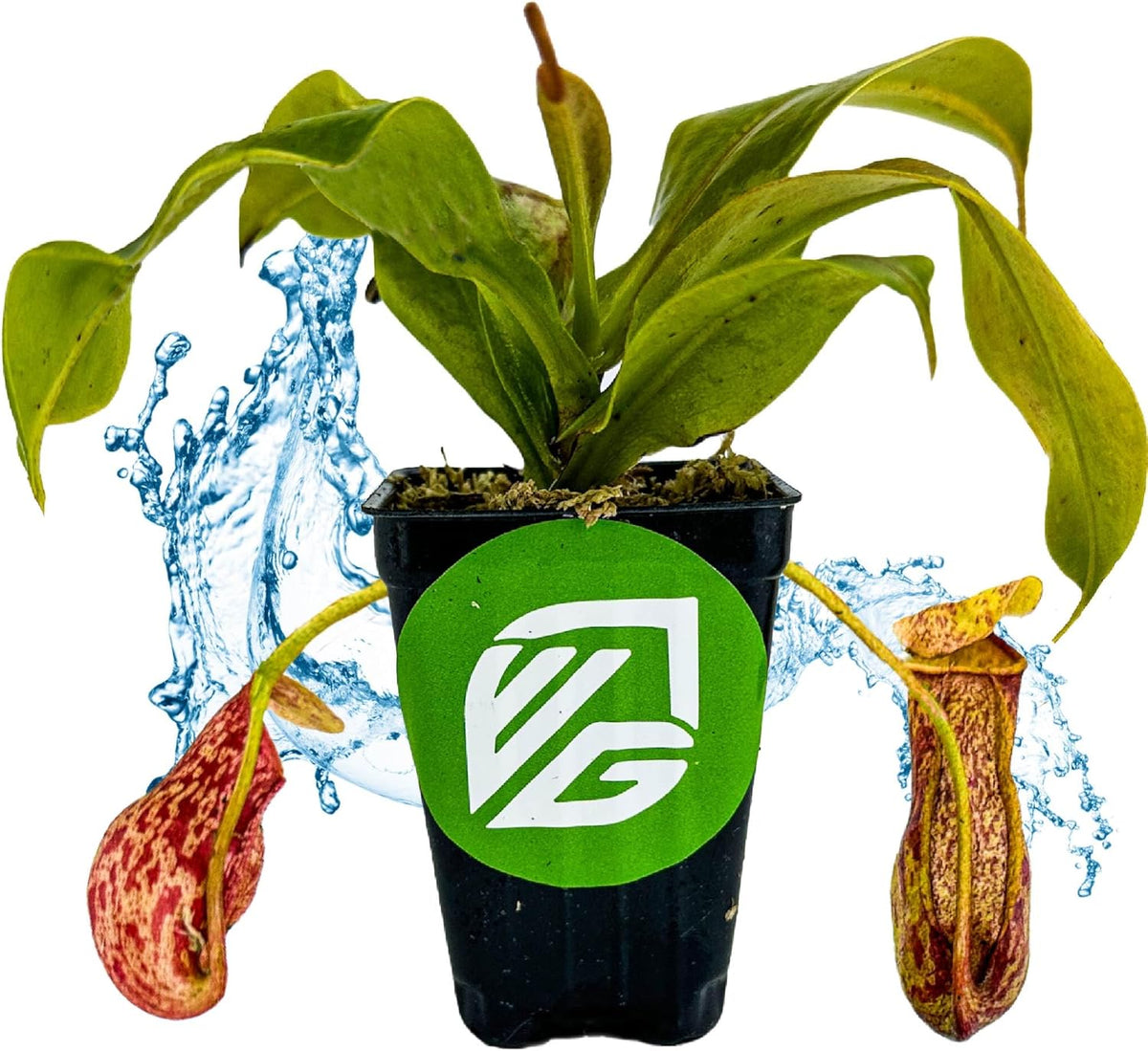 St. Gaya Pitcher Plant - Carnivorous Nepenthes by Wellspring Gardens - Unique Pitchers, Easy-Care