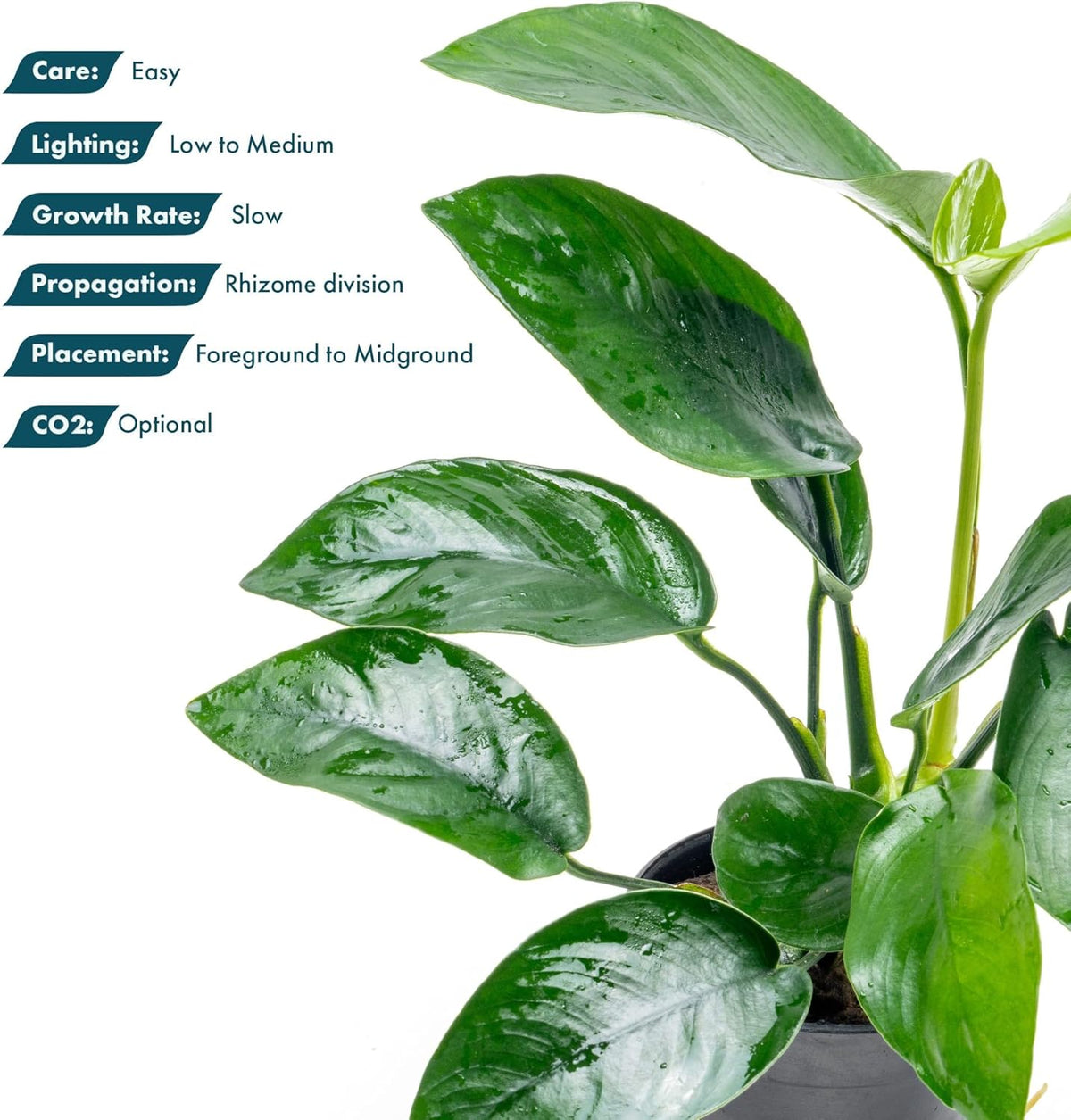SubstrateSource Anubias Live Aquarium Plants - Anubias Nana Tropica (Anubias barteri Nana) - Low
