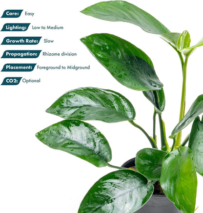 SubstrateSource Anubias Live Aquarium Plants - Anubias Nana Tropica (Anubias barteri Nana) - Low