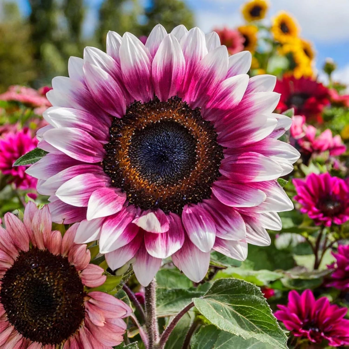 50pcs Rare Strawberry Pink Sunflower Seeds - Non-GMO Heirloom, Easy Grow Instructions Included