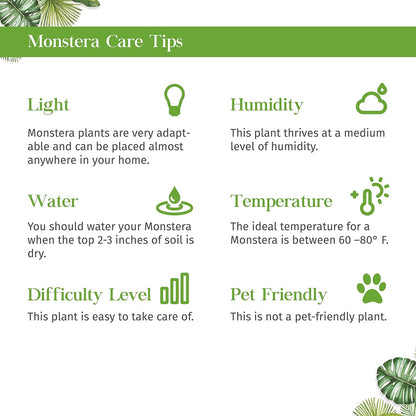 Monstera Standeleyana Albo Variegated Live Plant for Indoor | Different Houseplants in 4'' & 6''