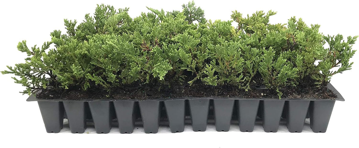 Prince of Wales Juniper - 30 Live Plants - Drought Tolerant Cold Hardy Evergreen Ground Cover