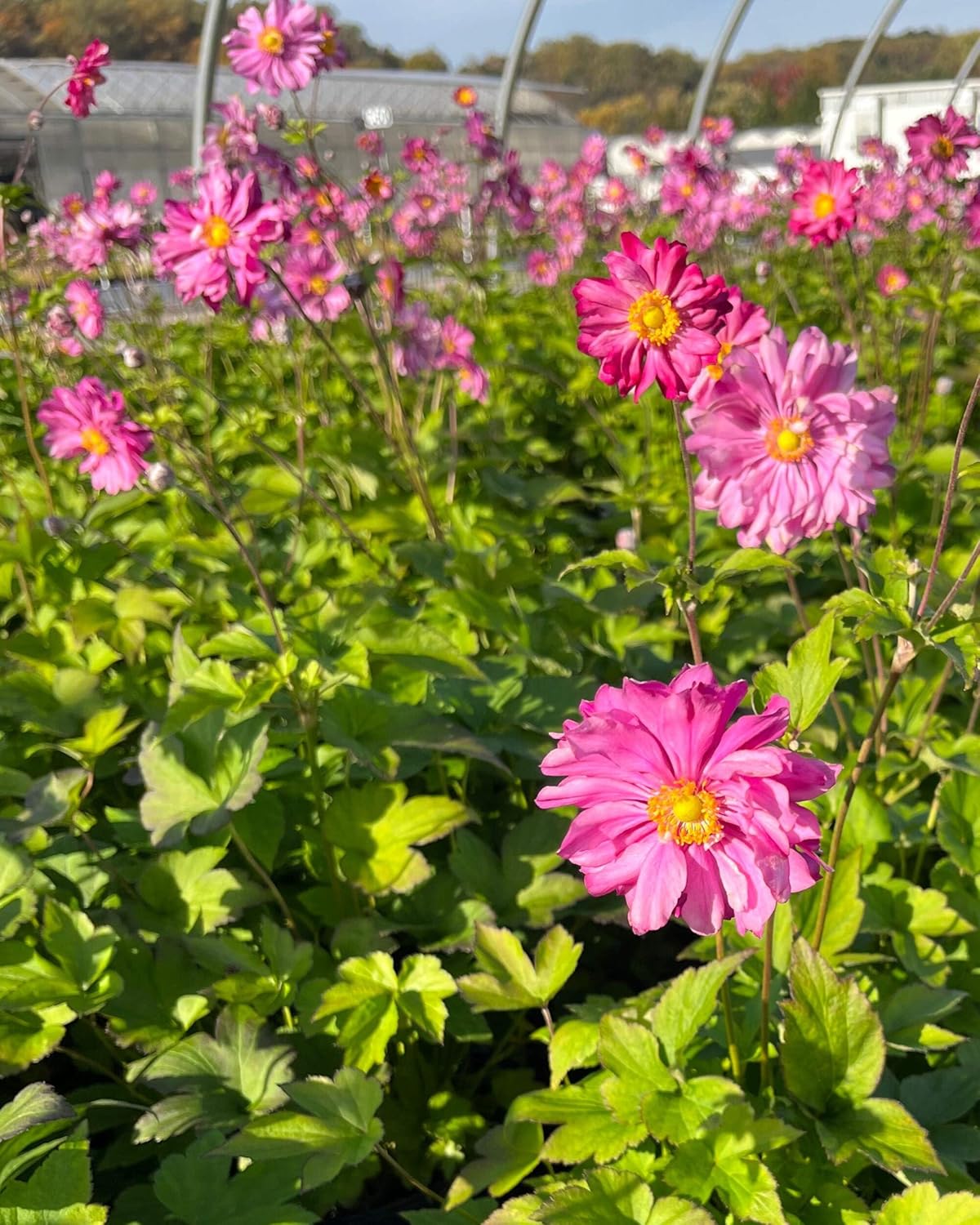 Perennial Farm Anemone x Hybrida 'Pamina' – Live Windflower in #1 Container, Semi-Double Deep