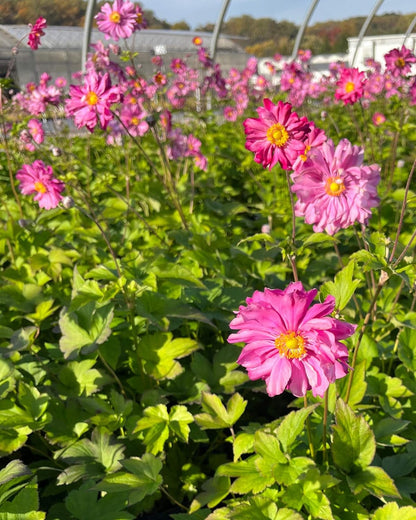 Perennial Farm Anemone x Hybrida 'Pamina' – Live Windflower in #1 Container, Semi-Double Deep