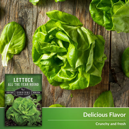 All The Year Round Lettuce Seed for Planting - 2 Packets with Instructions to Plant & Grow