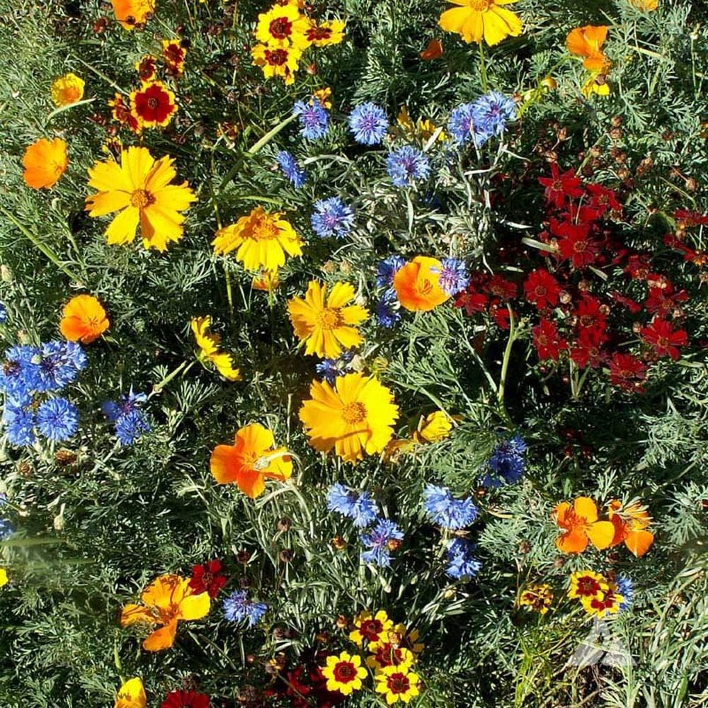 Outsidepride Low Growing Wildflower Seeds - 1 lb Dwarf, & Short, Diverse Perennial & Annual Wild