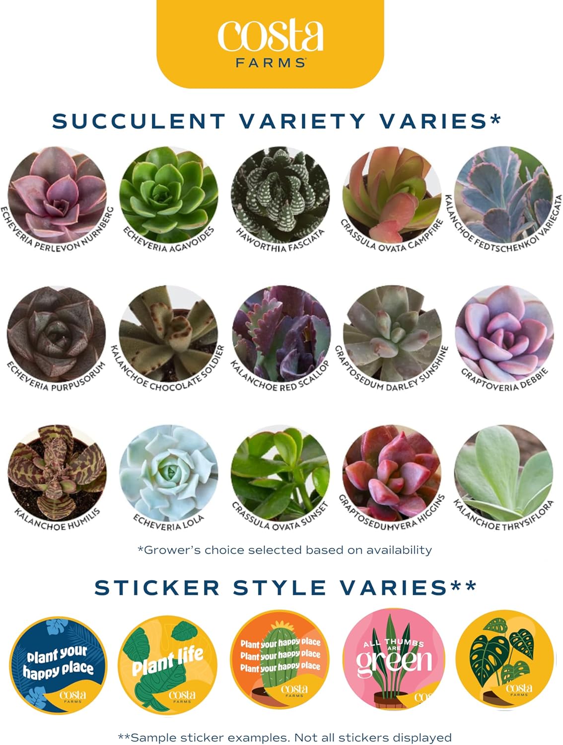 Costa Farms Live Plant Gift Box, Succulent Live Indoor Houseplant, Perfect Birthday and Holiday