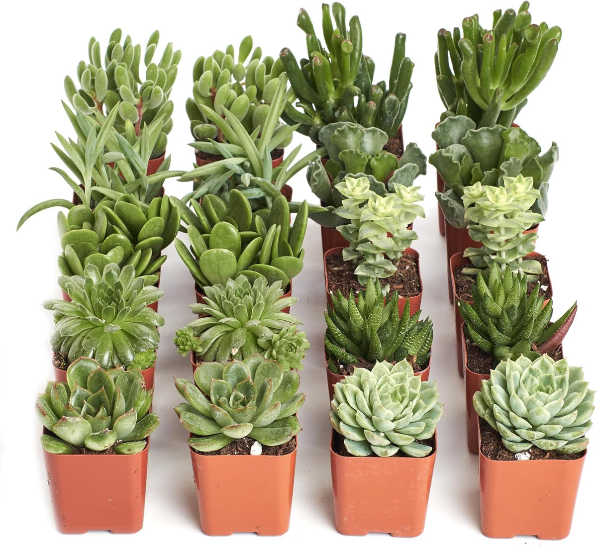 Shop Succulents Verde Succulent Plant Pack Bulk Collection - Live Mini Succulent Plants, Low
