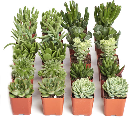 Shop Succulents Verde Succulent Plant Pack Bulk Collection - Live Mini Succulent Plants, Low