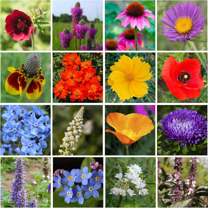Bulk Wildflower Seed Mix – Honey Bee Wildflower Seed Mix 1 Pound Tub by GevaGrow | Bulk 300,000+