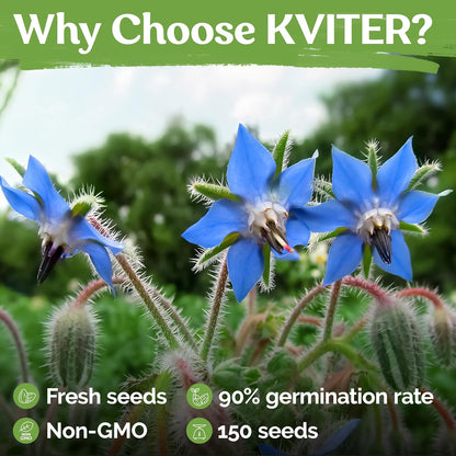 KVITER 150 Borage Seeds (Borago officinalis) - Blue Strawflower, Edible Flower for Teas, Attracts