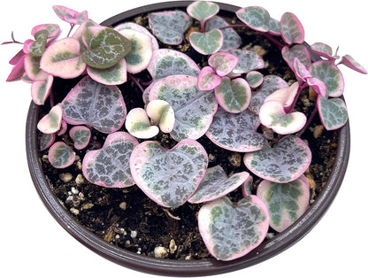 Live Succulent 4" Variegated String of Hearts, Succulents Plants Live, Succulent Plants Rooted
