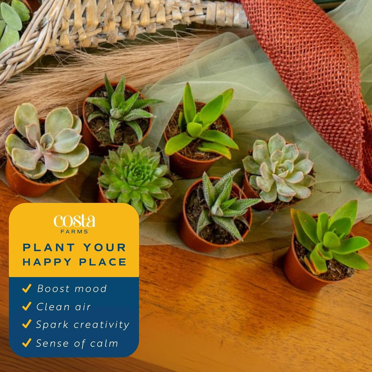 Costa Farms Mini Succulent Live Plants in Plastic Pots, Easy to Maintain Indoor Succulents
