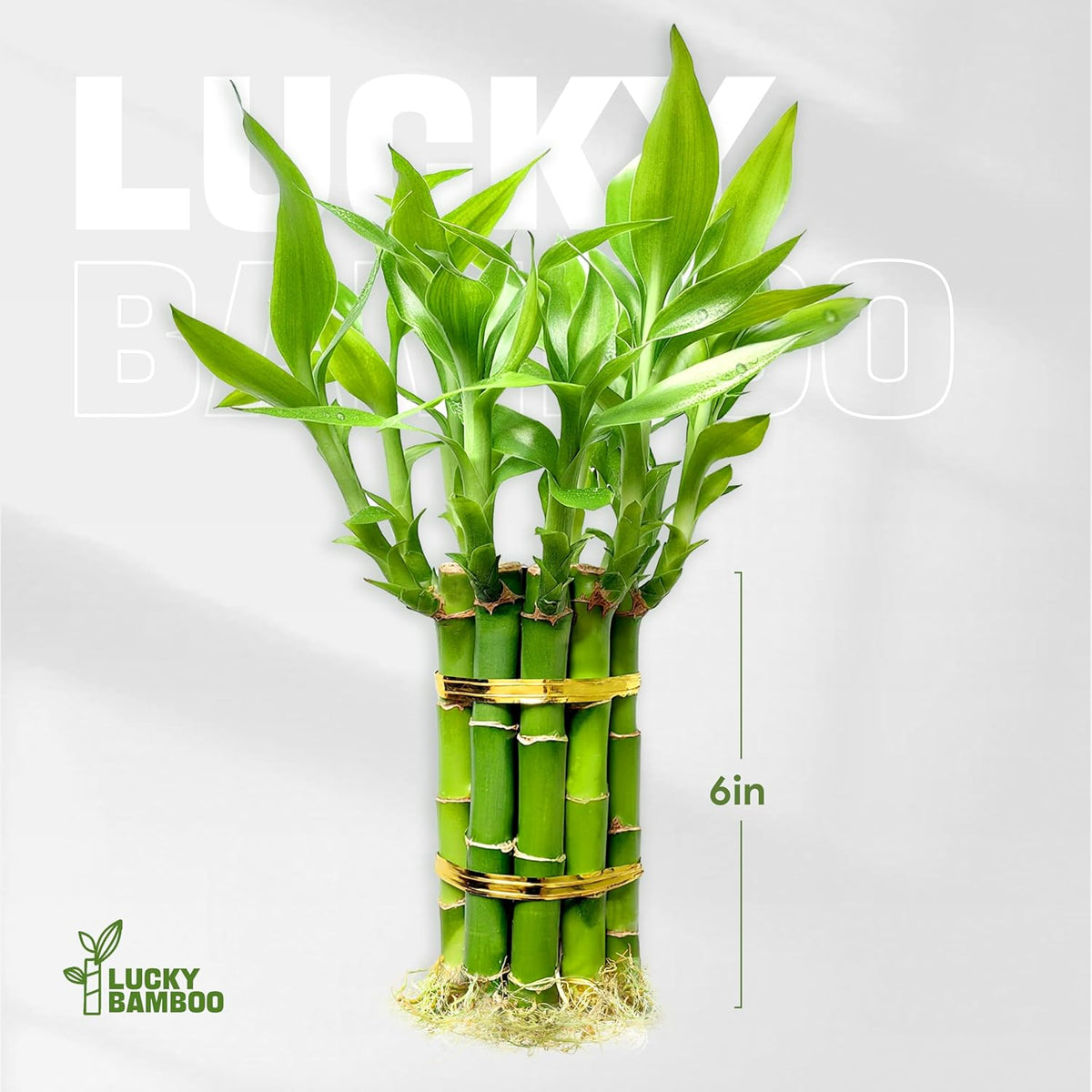 Lucky Bamboo Plants Live Indoor (10 Stalks, 6 Inch) - Fresh House Plants for Office Desk, Home
