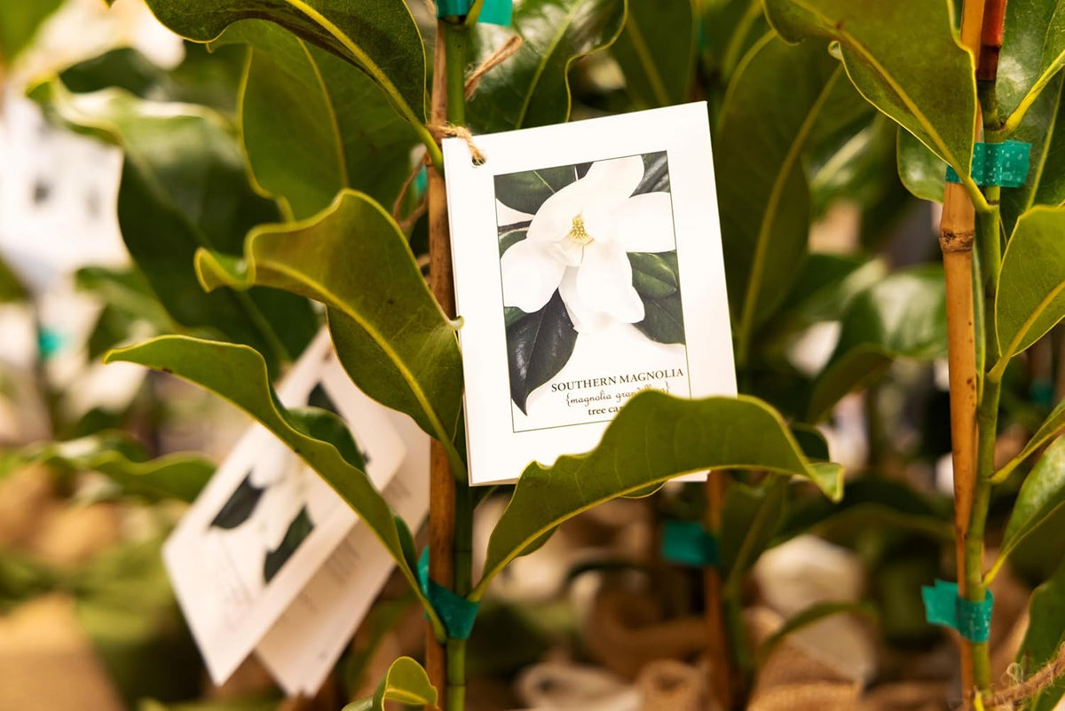Southern Magnolia Sympathy Gift Tree by The Magnolia Company - Get Beautiful and Fragrant Flowers