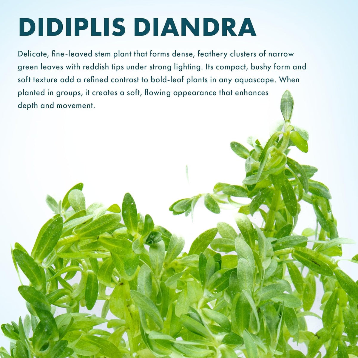 SubstrateSource Live Plants – Water Hedge (Didiplis Diandra) – High Light, Green with Red Tips