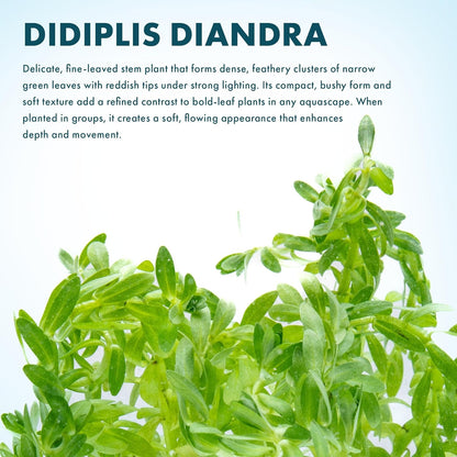 SubstrateSource Live Plants – Water Hedge (Didiplis Diandra) – High Light, Green with Red Tips