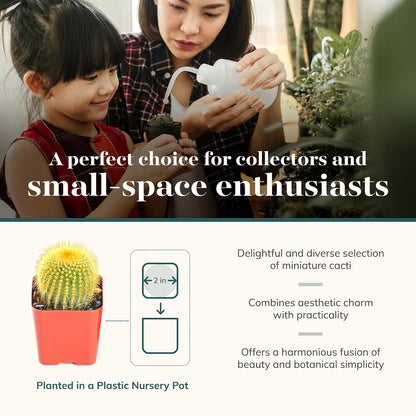 Shop Succulents Premium Live Mini Cactus Plants in Bulk 2" Pots, Easy Care Indoor or Outdoor
