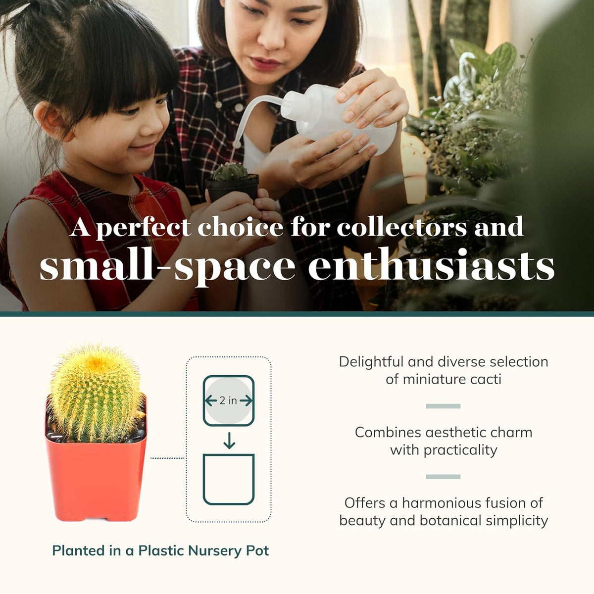 Shop Succulents | Can't Touch This Collection | Assortment of Hand Selected, Fully Rooted Live
