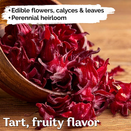 KVITER 150 Roselle Seeds for Planting (Hibiscus Sabdariffa) – Jamaican Sorrel/Cranberry Hibisco
