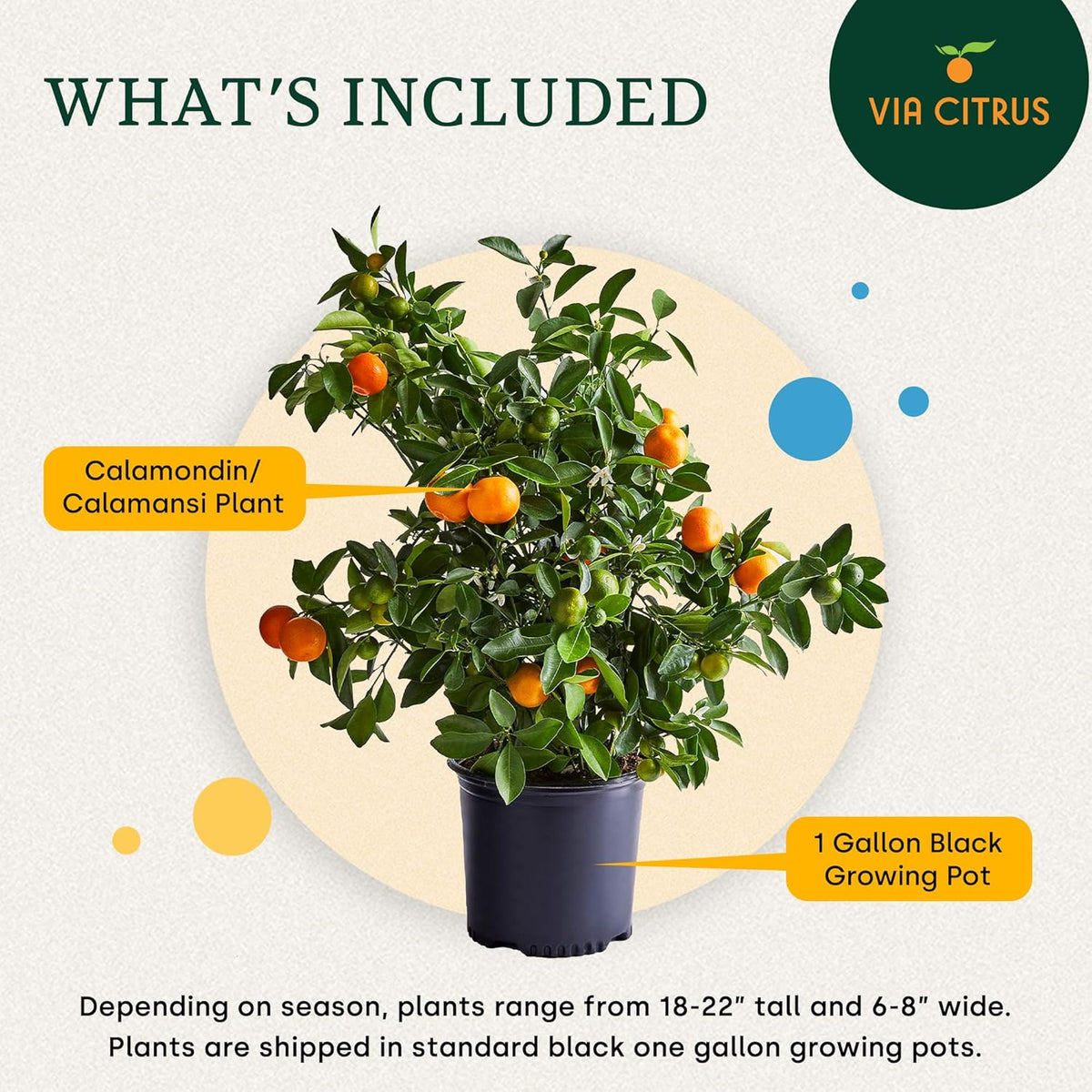 Calamondin Tree Live Plants Outdoor Plant 18-22" Tall - Dwarf Indoor Fruit Trees Live Plants Cannot