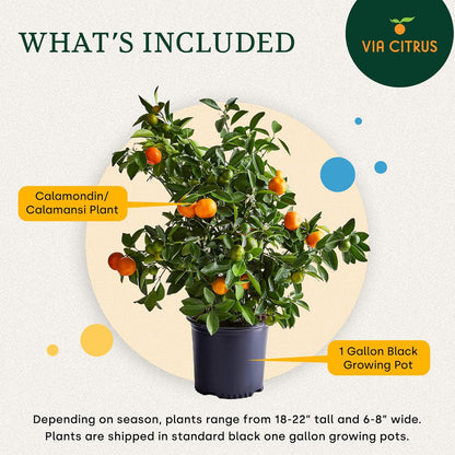 Calamondin Tree Live Plants Outdoor Plant 18-22" Tall - Dwarf Indoor Fruit Trees Live Plants Cannot