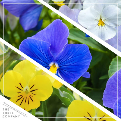 Live Healthy Flowering Pansies - Assorted Colors (4 Plants Per Pack), Beautiful Fall Color, 6" Tall