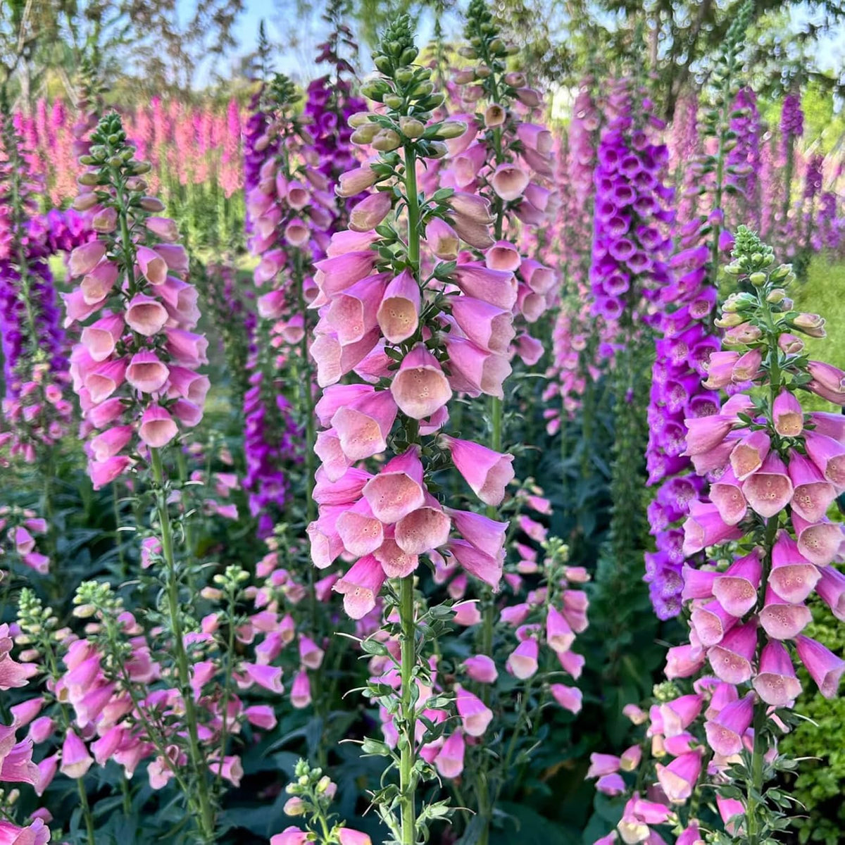 Foxglove Seeds 250,000+ Bulk Pack - Tall Spire Blooms, Mixed Colors for Garden Borders, Easy