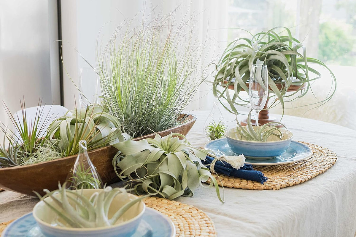 3 Pack Large Xerographica Air Plants 5 to 7 Inch Wide-Air Plants Live Tillandsia Succulent House