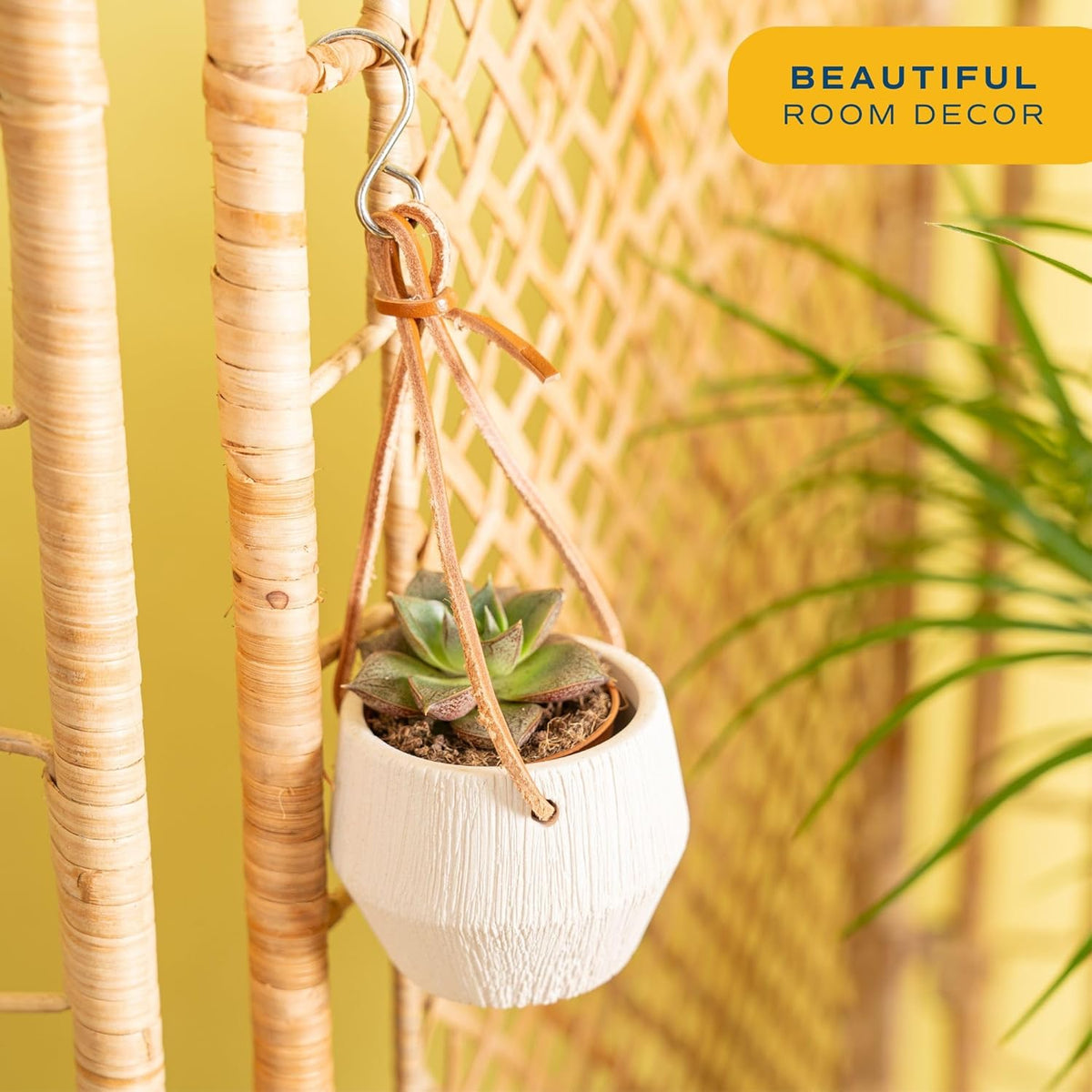 Costa Farms Succulent Plant, Live Indoor Mini Succulent Plant in Hanging Basket Succulents Plant