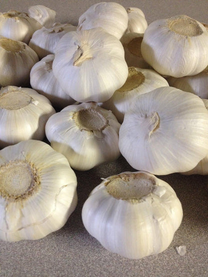 Garlic Bulbs, Whole Garlic Bulbs, 2 Pound , Ready for Planting or Preparing as a Great Flavoring