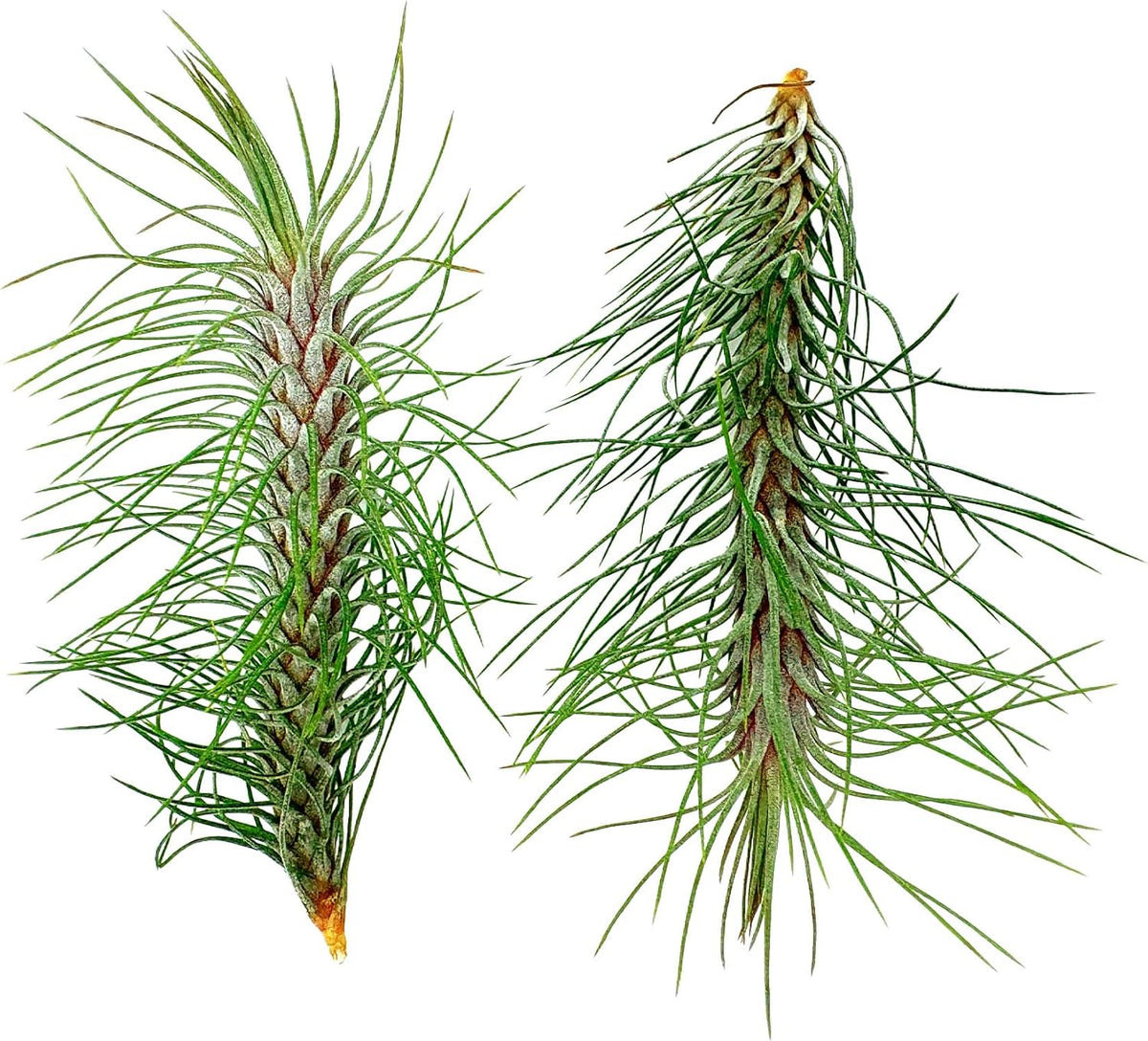 ragnaroc Air Plants - Colombian Tillandsia Funckiana, Large 5" - 2ct - Live Arrival Guaranteed