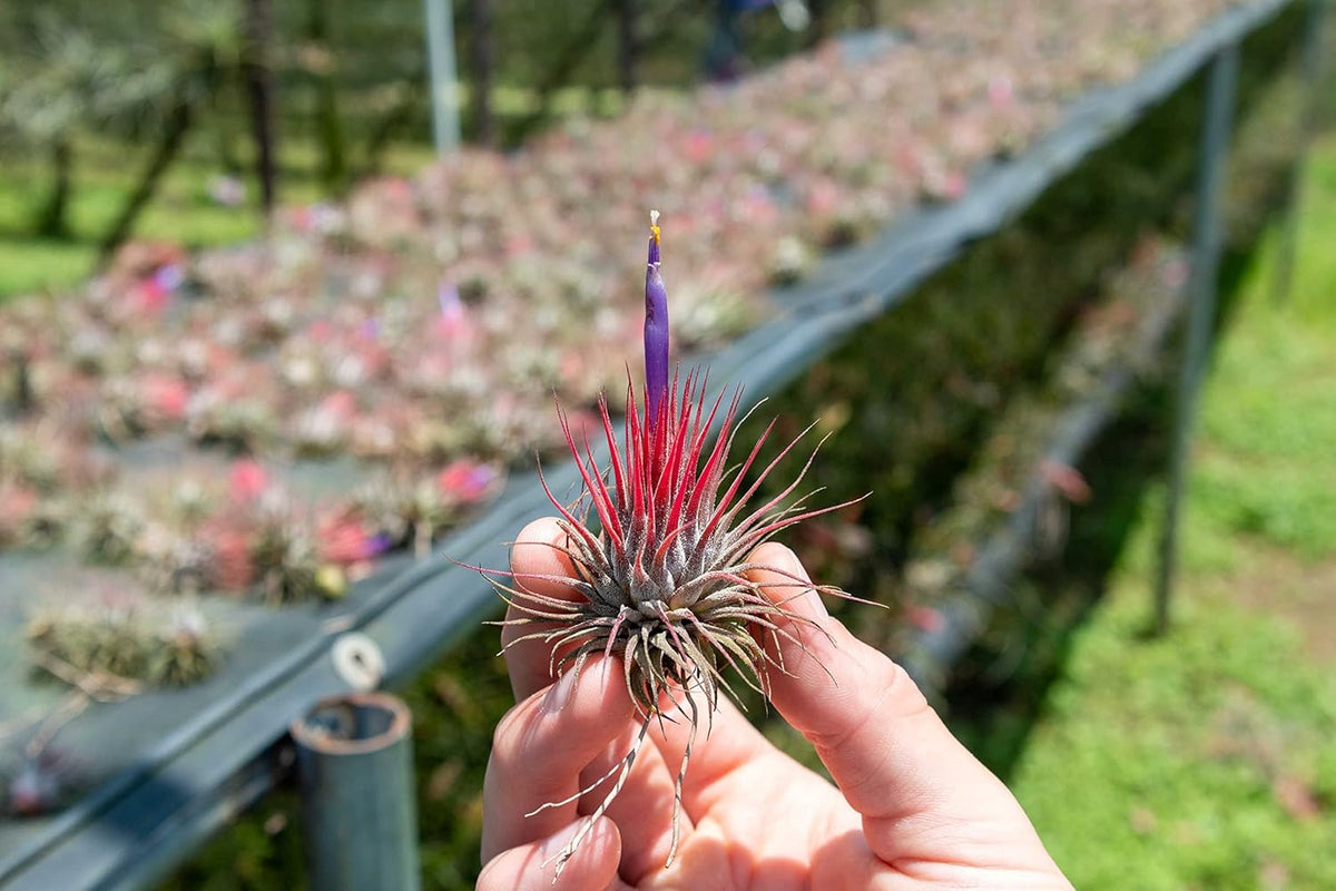 12 Pack Air Plants Ionantha Mexican-Colors and Shape Varies Due to Seasonality-Live Tillandsia