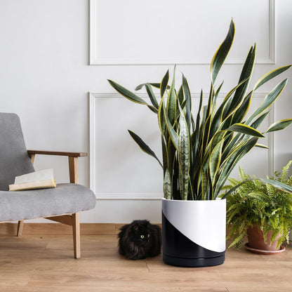 D'vine Dev 12 Inch Ceramic Planter Pot with Drainage Hole and Saucer, Indoor Cylinder Round Planter