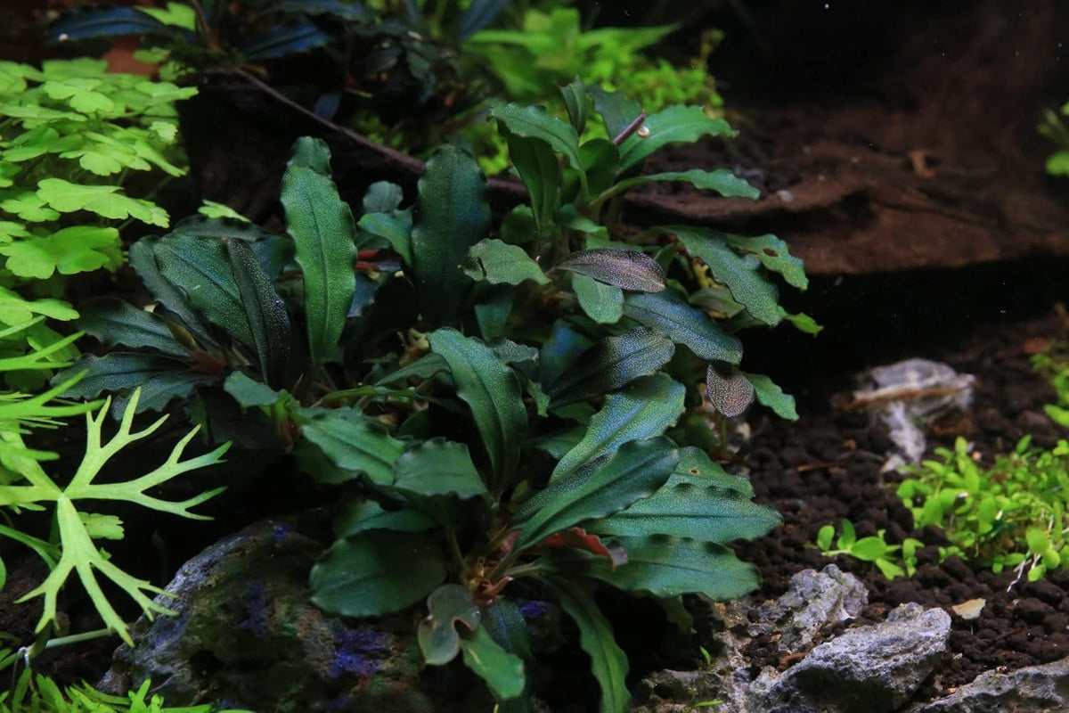 SubstrateSource Bucephalandra Rainbow Frost Live Aquarium Plant - Natural Freshwater Fish Tank