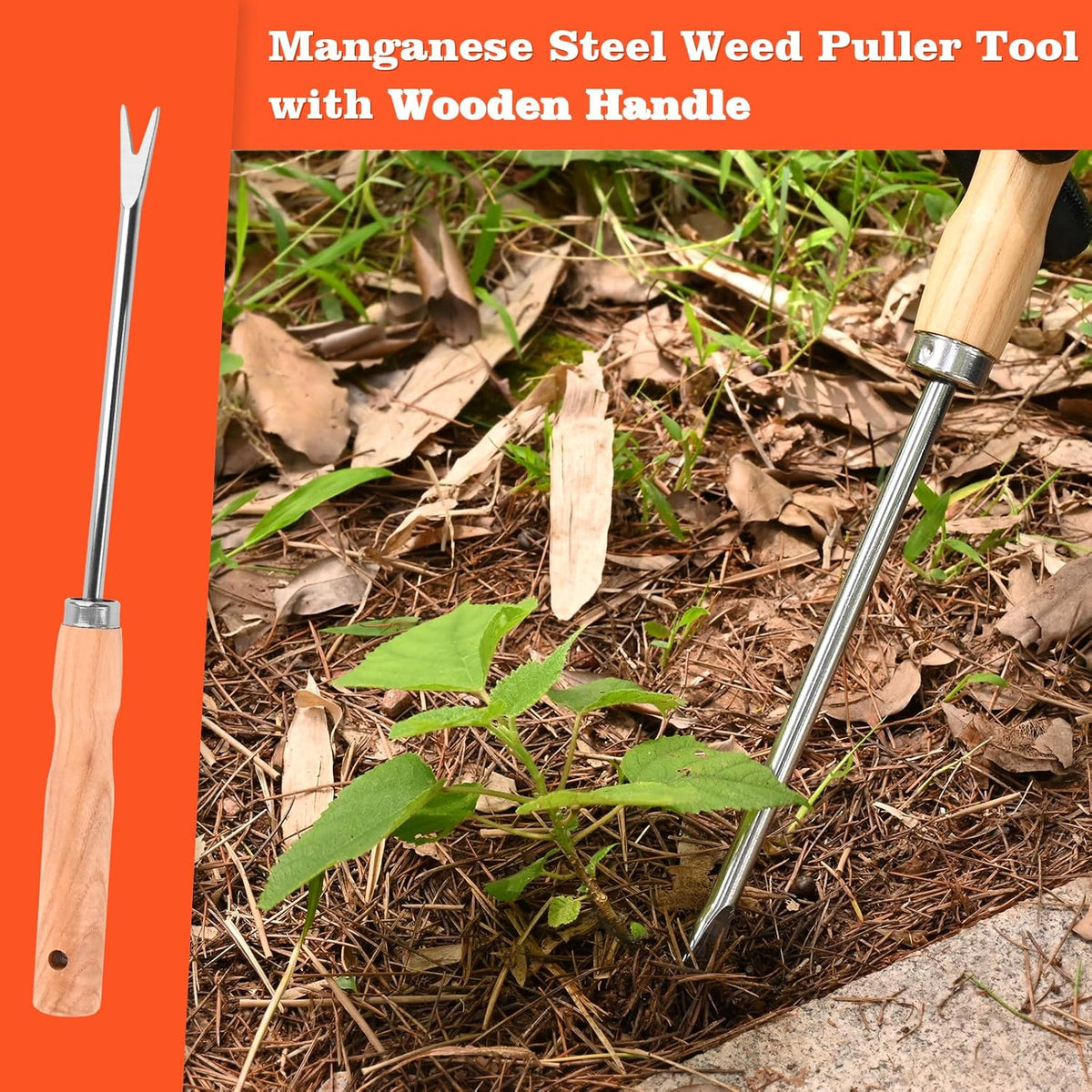 Wooden Handle Dandelion Weeder Tool - Polished Stainless Steel Dual - Forked Head Dandelion Weeder
