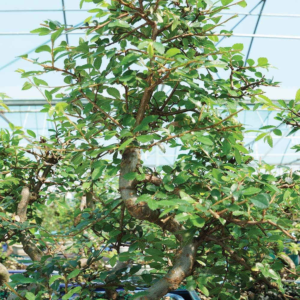 Brussel's Bonsai Live Chinese Elm Bonsai Tree, Outdoor - Medium, 7 Years Old, 8 to 10 inches Tall