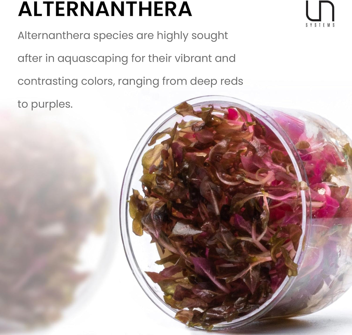 Ultum Nature Systems Alternanthera Reineckii Rosanervig Red Stem Tissue Culture Live Plant for