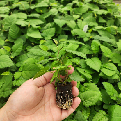 Blackberry Plant Collection (4 Pack) Live Fruit Plants for Planting | 4 Different Varieties for a