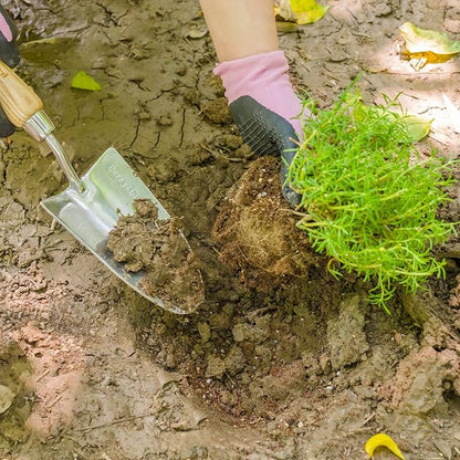 Berry&Bird Stainless Steel Trowel, Garden Small Flower Hand Shovel, Potting Soils Scoop with Wood