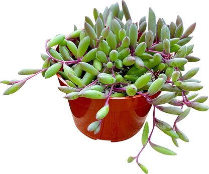 Live Succulent 4" Othonna Capensis Ruby Necklace, Succulents Plants Live, Succulent Plants Fully