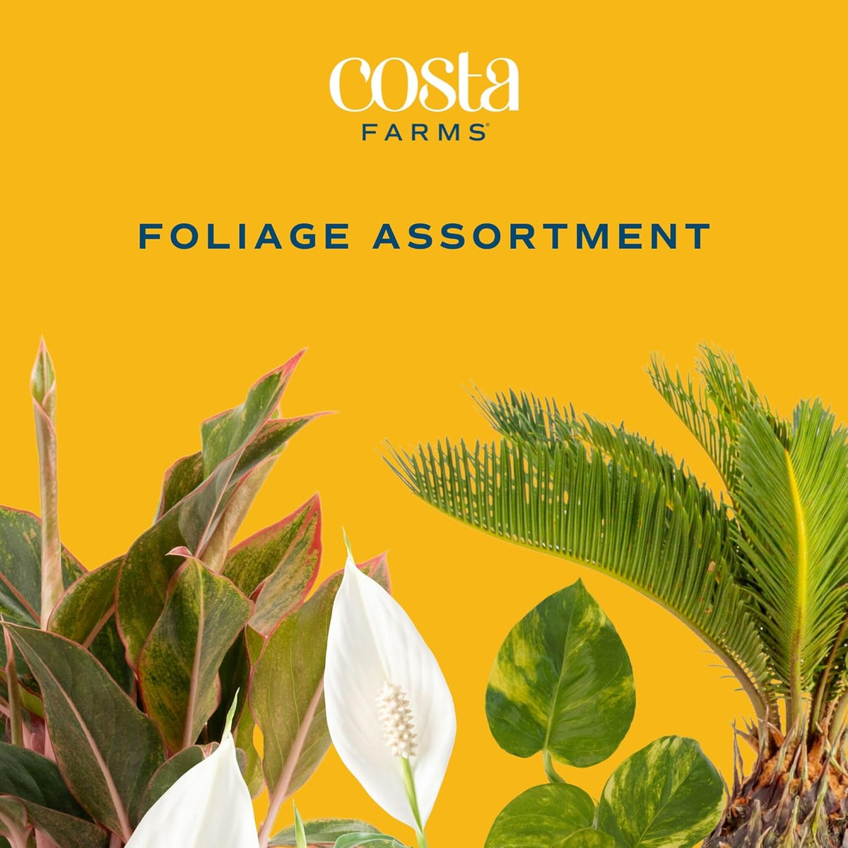 Costa Farms Live Indoor Plant Variety Pack in Plastic Pots, Easy to Maintain, Air Purifying