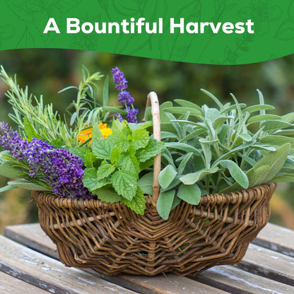 10 Herb Seeds Variety Pack - 7,000+ Heirloom Non-GMO Seeds - Basil, Cilantro, Lavender, Parsley