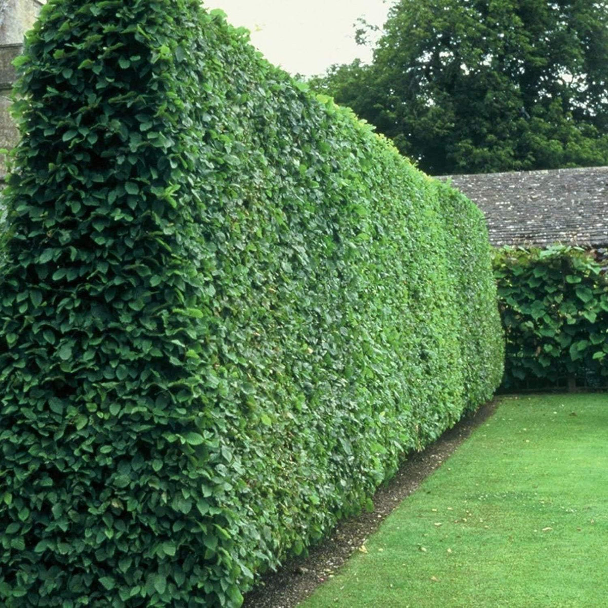 Curled Leaf Privet | 10 Live Quart Size Plants | Ligustrum Japonicum Recurvifolium, Evergreen