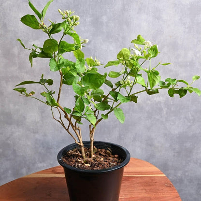 Arabian Jasmine (Jasminum Sambac) - Live, Fragrant, Blooming, Indoor/Outdoor Decorative Plant (4