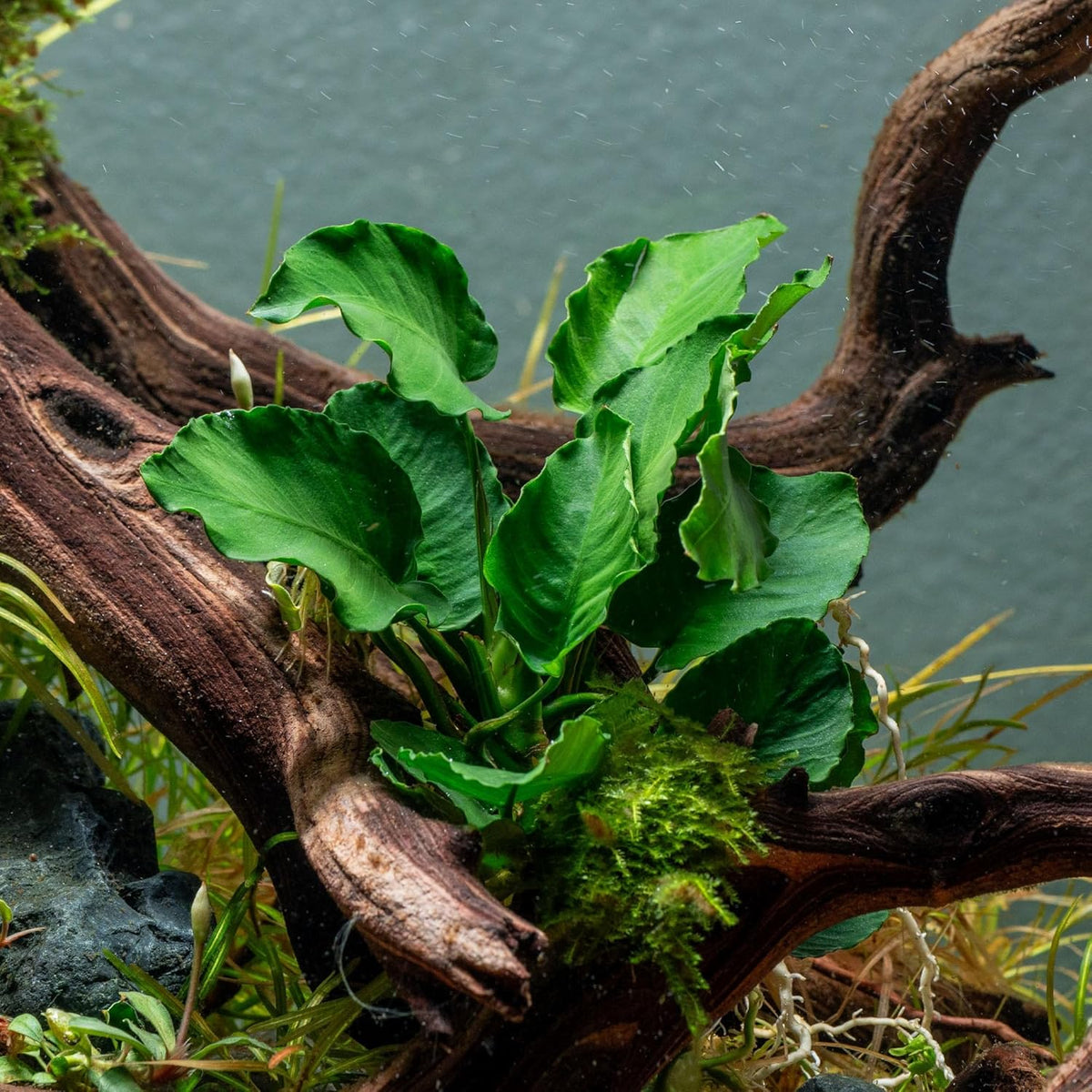 SubstrateSource Live Jungle Plants - Anubias Emerald Bloom (Anubias barteri) - Compact Epiphytic
