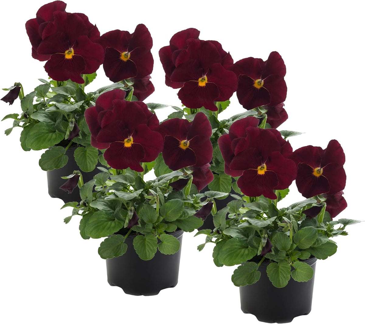Live Healthy Flowering Pansies - Red Blotch (4 Plants Per Pack), Beautiful Fall Color, 6" Tall by