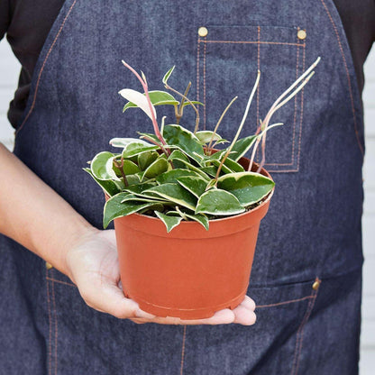 Hoya Carnosa 'Tricolor' Live Plant for Indoor | Different Houseplants in 3'' Pot | Real House Plant