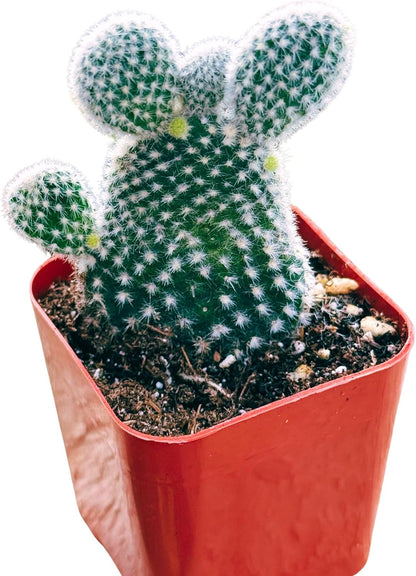 Succulents Plants Live 2inch Live Mini Succulent Plants, Easy Care House Plants Rooted in Succulent